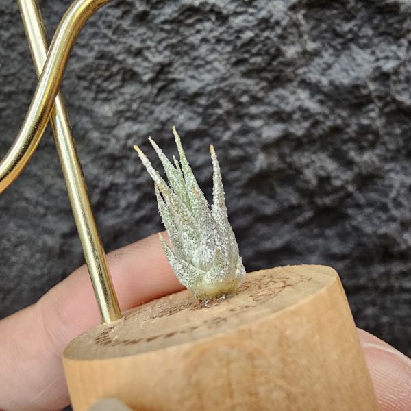 Joy(電捲×河豚)×長莖小精靈/Tillandsia Joy × ionantha v. van-hyningii 
