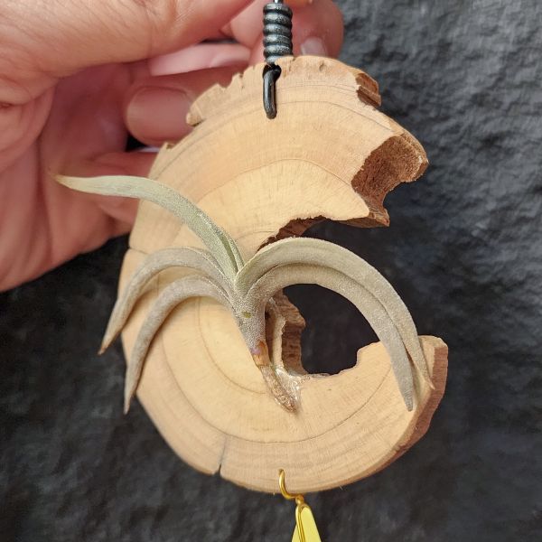 特內布拉(甜不辣)/Tillandsia Tenebra 