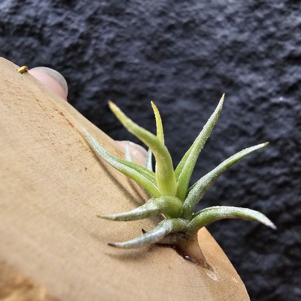 方洞(棕色瓣狀花)/Tillandsia Rectangula 