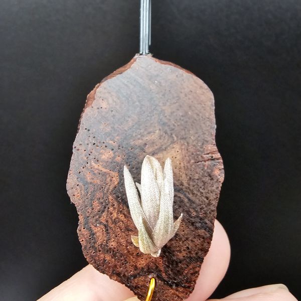 小海螺/Tillandsia Peiranoi Red~重油耐用"降真木"板材 