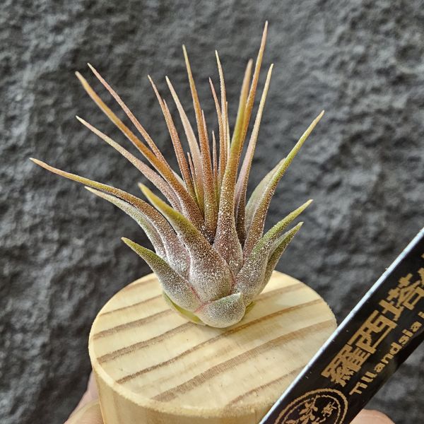 羅西塔小精靈/Tillandsia ionantha rosita 