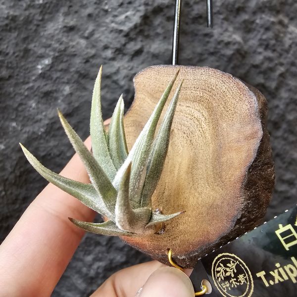 白劍/Tillandsia xiphioides(TI) 