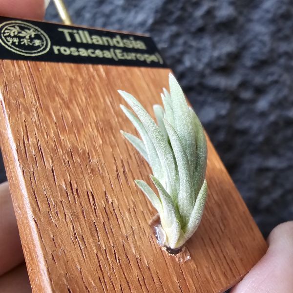 Tillandsia rosacea(Europe) 
