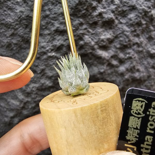 羅西塔小精靈(選)母株可參考圖二/Tillandsia ionantha rosita 