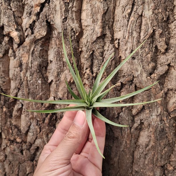 空可樂×費西古拉塔/Tillandsia Concolor x Fasciculata 