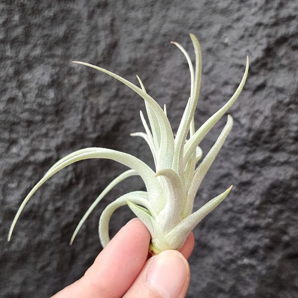 多國花白天使/Tillandsia Stricta Angel White 