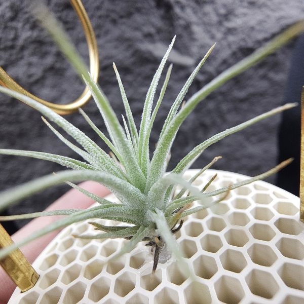 R燒×薄變紫花/Tillandsia roseifolia(正R燒)×Tillandsia gardneri var. rupicola (TF) 