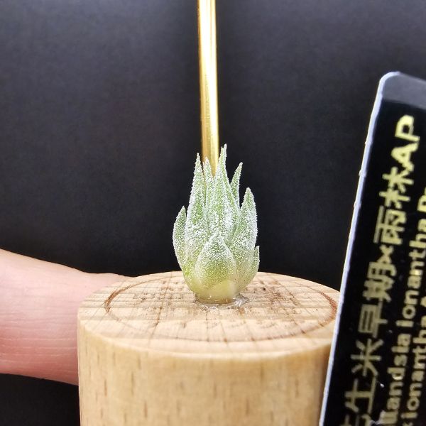 花生米早期×雨林AP/Tillandsia ionantha Peanut × ionantha Apretado(RFI) 