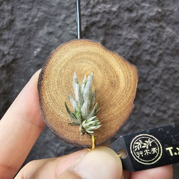 白劍/Tillandsia xiphioides(TI) 