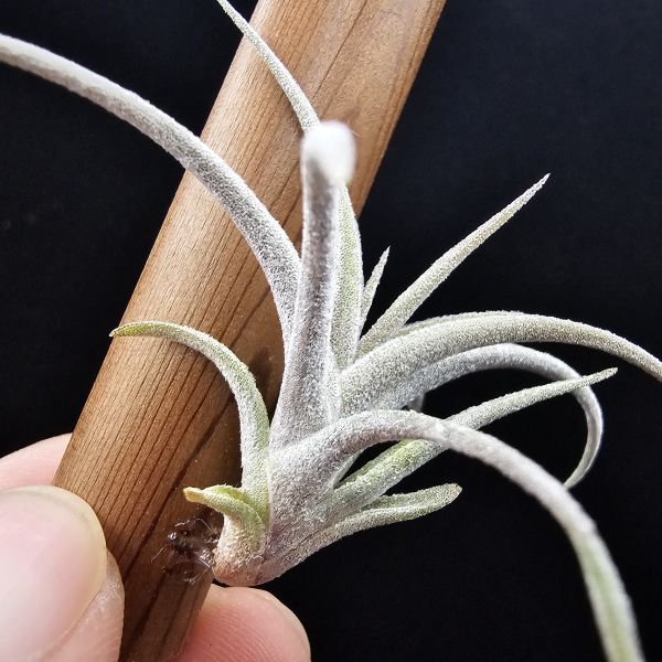 亞伯緹娜×赤兔(鮮豔紅花小型交種)/Tillandsia albertiana × edithae(Europe)~圖四成株開花參照~ 