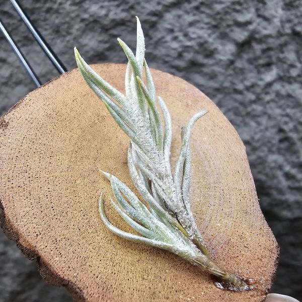 阿根廷卡畢/Tillandsia capillaris(Argentina) 