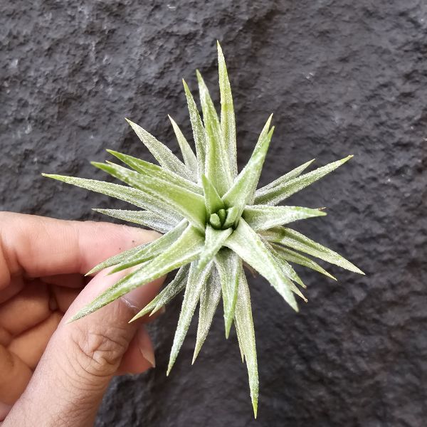 長莖小精靈-集束型/Tillandsia ionantha v. van-hyningii (Paint Brush) 