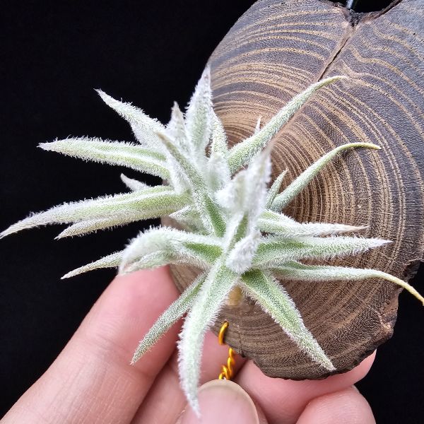 矮種粗糠/Tillandsia paleacea Enano(Europe) 