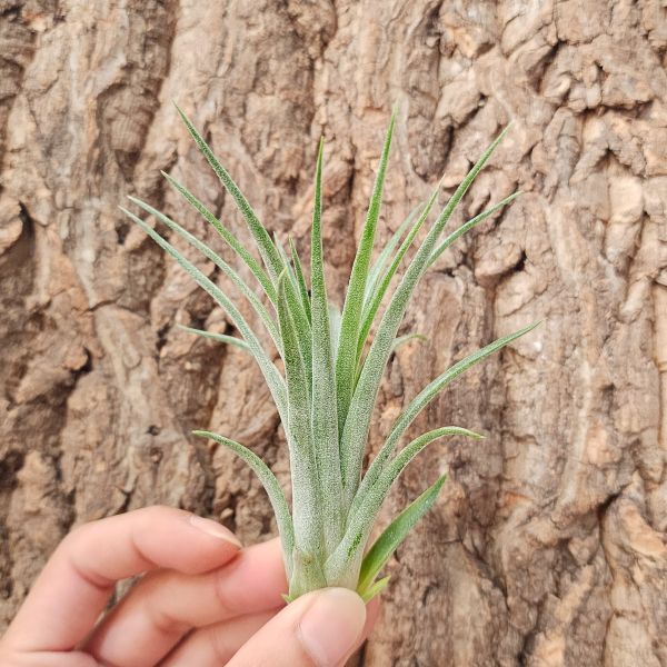 維多利亞(小精靈×貝克利)/Tillandsia Victoria(Ionantha × Brachycaulos) 