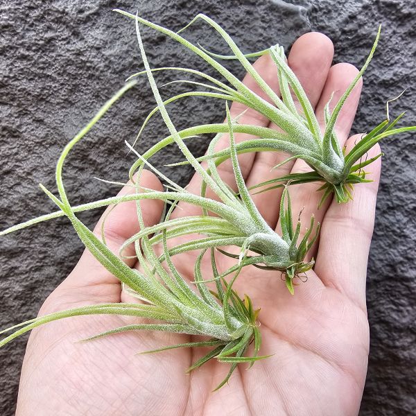 鳥岩(電捲×子彈)×迷你電捲(不挑株)/Tillandsia Bird Rock Symmetry × diguetii 