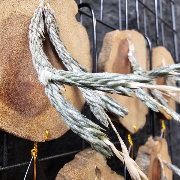 國際彈頭(不挑株) Tillandsia pedicellata(TI) 早期國際以彈頭名稱進口品項，相較近期進口的品項，較閉合銀葉 