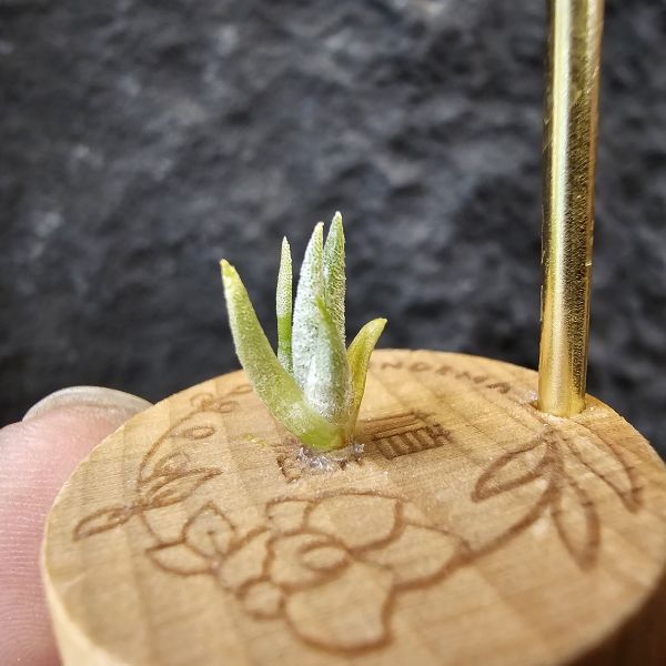 巴拉魚(小屁芽)/Tillandsia paraiebensis 