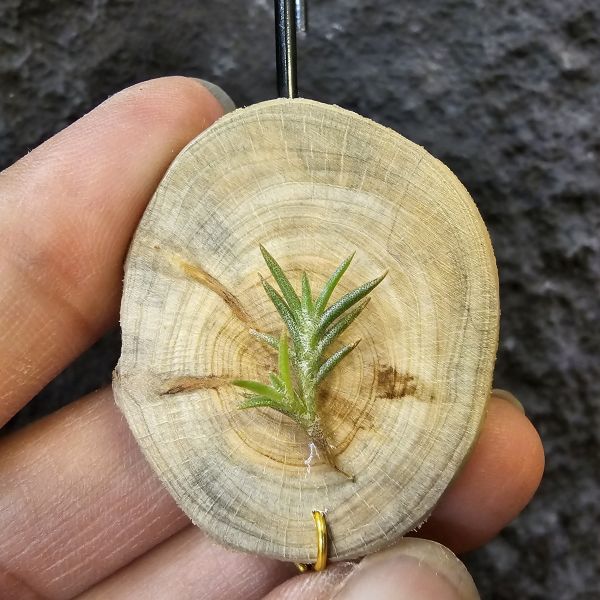 卡畢小型(圖二可參考成長型態)Tillandsia capillaris 