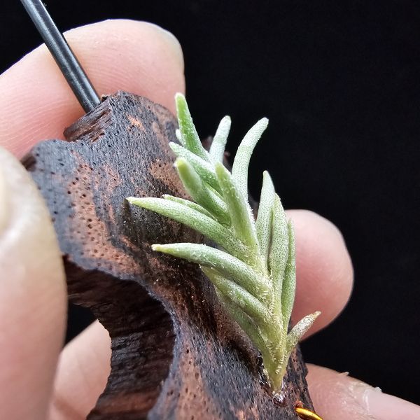 阿根廷卡畢/Tillandsia capillaris(Argentina)~早期由阿根廷進口的小型卡畢，已人工栽培多年的形態，圖四母叢參照！ 