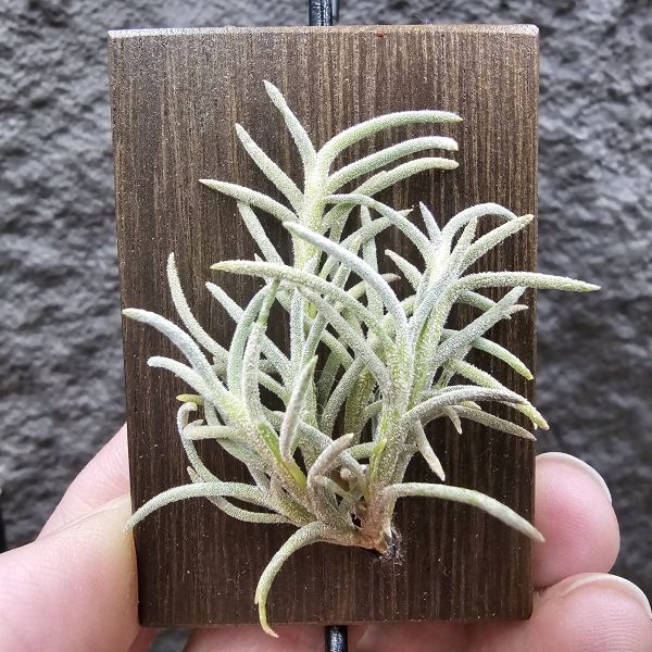 阿根廷野採卡畢/Tillandsia capillaris(Argentina) 