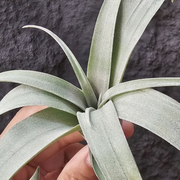 椰林魅影/Tillandsia Coconut Grove 