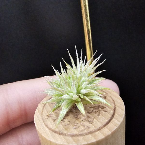 米妮綴化小精靈/Tillandsia ionantha mini mouse 