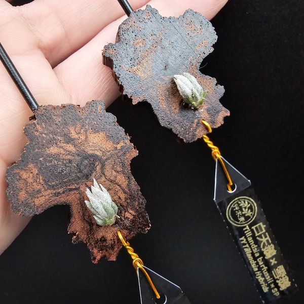 組合販售(雪鵝×白天鵝)+(白天鵝×雪鵝)正反交2株/(T.SP × barfussii)+(T.barfussii × SP) 