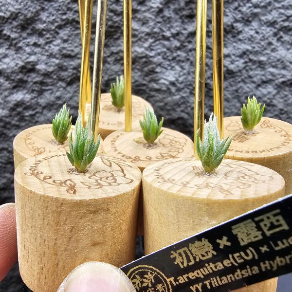 初戀 × 露西/Tillandsia arequitae × Luciille 