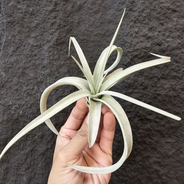 翼龍/Tillandsia Wight Dragon(exserta × chiapensis)尺寸相當不錯的大芽，上葉微斷葉，完美主義者請勿下單！ 