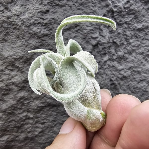 墨西哥電捲(早期毛感很好)/Tillandsia streptophylla Mexico 