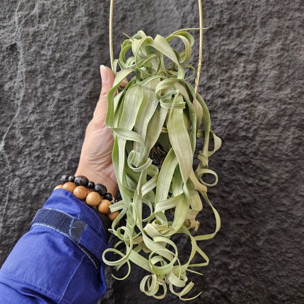 長葉電捲(不含吊架)/Tillandsia streptophylla~露養植株多少有正常耗葉!完美主義請勿下單! 
