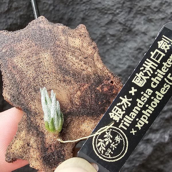 銀冰×歐洲xip/Tillandsia chiletensis × xiphioides(Europe) 