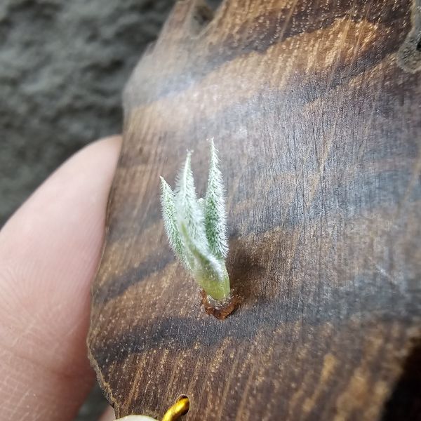 毛腸(小型)Tillandsia Santiagoensis~較一般毛腸小型的個體，圖五可參考母株。 