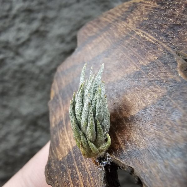 初戀×海膽(新品)/Tillandsia arequitae × fuchsii  v. fuchsii~From JoLi~與海膽的交種，表現都相當優質！ 