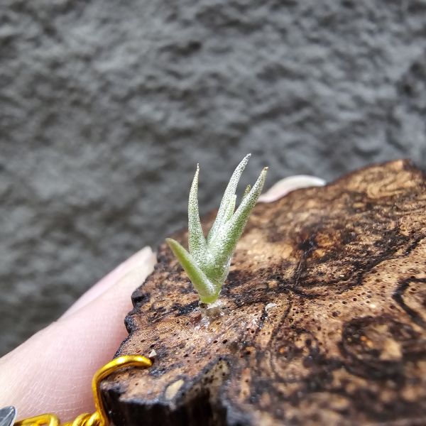 卡蜜拉(特殊極其稀有)/Tillandsia carminea from Heidelberg Botanic Gardens~市面上不會有的品項，帶金屬葉面質感，溫差會稍顯紫~ 