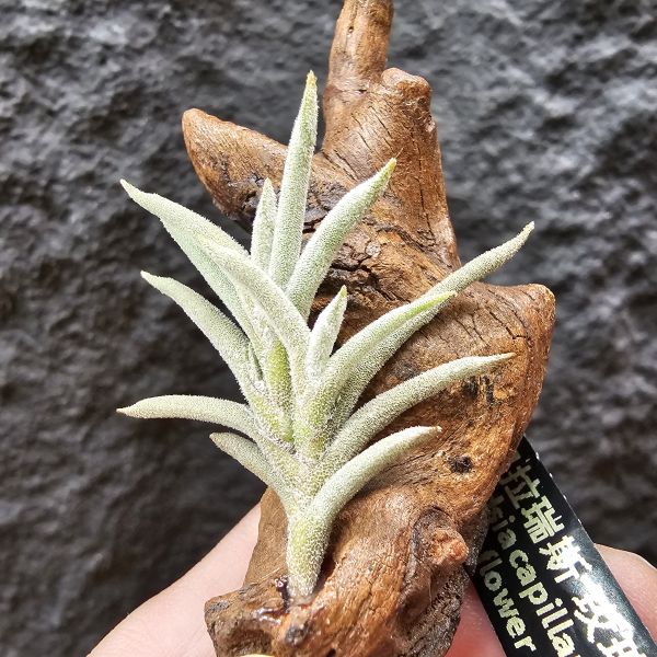 卡畢拉瑞斯(玫瑰)/Tillandsia capillaris rose flower 