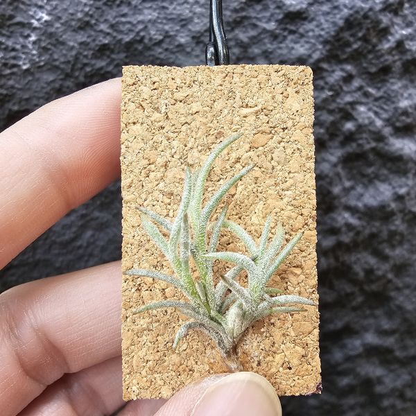 卡畢(阿根廷野採)/Tillandsia capillaris(Argentina) 
