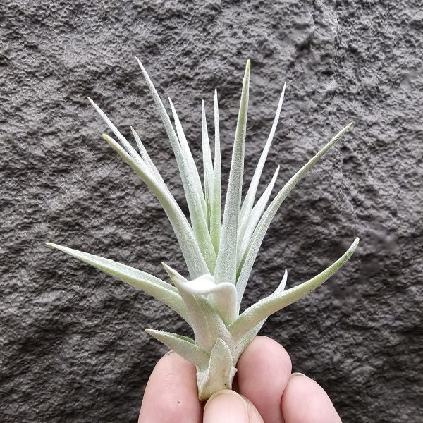 雷卡維芙莉亞(美美的芽)/Tillandsia recurvifolia 'leon' 