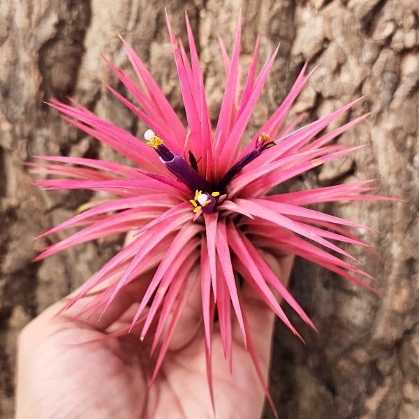 手榴彈小精靈/Tillandsia ionantha Guatemala form~圖二.圖三為花期婚姻色參考！ 