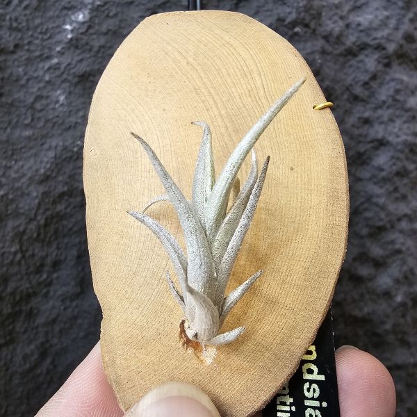 Tillandsia friesii(Argentina)阿根廷長莖型原生種、開桃粉色辦狀花、帶金屬質感、顯紅色 