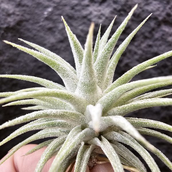 長莖 × Tinco of fire/Tillandsia ionantha v. van-hyningii × ionantha tinco of fire 