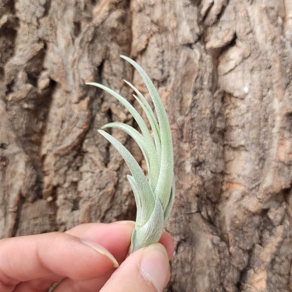 蓓米喬(TI)/Tillandsia Bermejoensis 