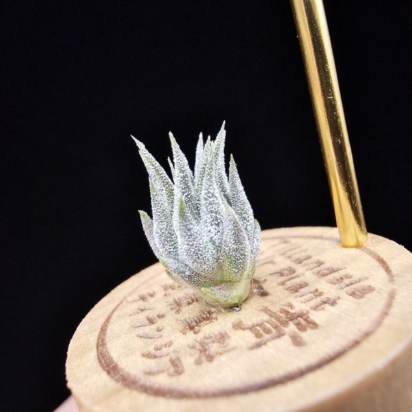 榛果精靈紫星/Tillandsia ionantha Hazelnut 'Stiff Purple Star' 