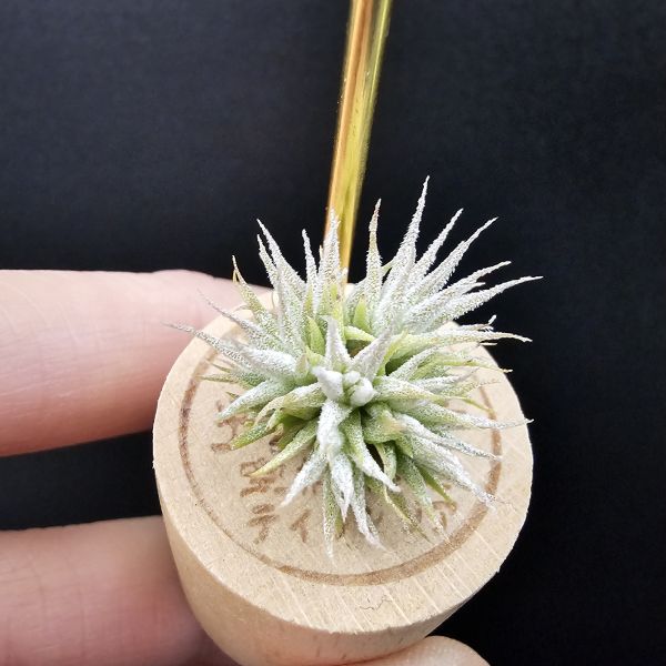 米妮綴化小精靈/Tillandsia ionantha mini mouse 