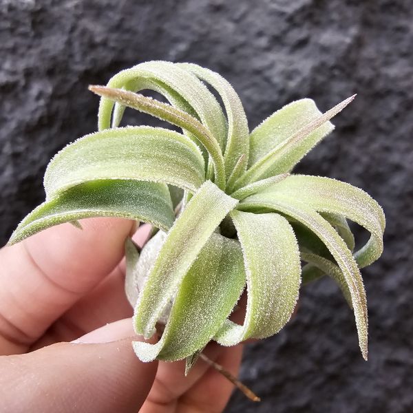 綠精靈×芬蘭紐麗娜/Tillandsia ionantha green × variabilis 