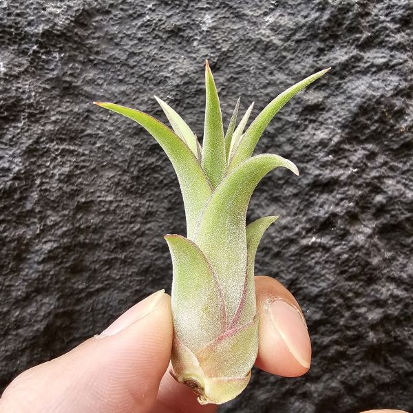 艾瑞克×全紅小精靈(首輪芽)/Tillandsia Eric knobloch × ionantha Rubra~限水會下卷、葉緣滾紅邊為特色 