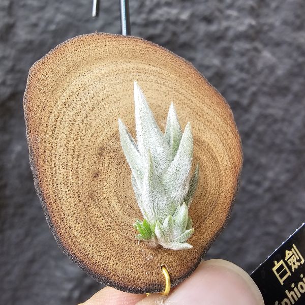 白劍/Tillandsia xiphioides(TI) 