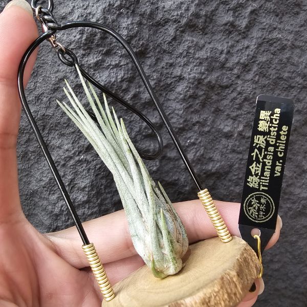 綠金之淚-變異/Tillandsia disticha var. chilete 