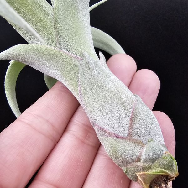 羅蘭×墨西哥電捲(少見交種、非常漂亮！)/Tillandsia roland-gosselinii × streptophylla Mexico 
