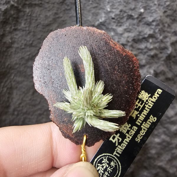 牙籤實生叢/Tillandsia minutiflora seedling~不必擔心野採品項容易黑死，實生好照顧非常多！ 